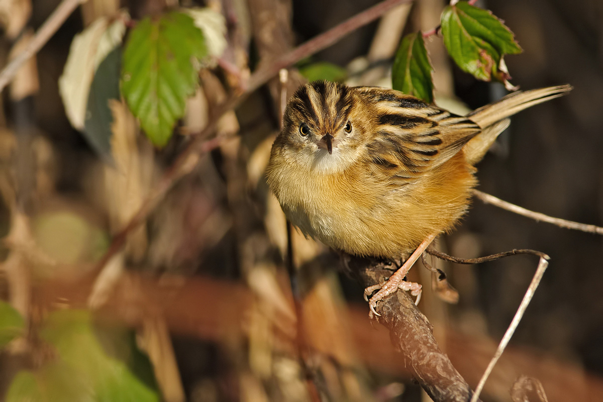 Beccamoschino ( Cisticola juncidis )